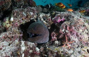 Maldives 2021 - Murene javanaise - Giant morey - Gymnothorax javanicus - DSC00849_rc